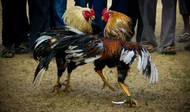 Bí Ẩn Đằng Sau Sức Hút Đá Gà SV368 Đỉnh Cao Giải Trí Online